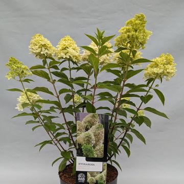 Hydrangea paniculata SKYFALL