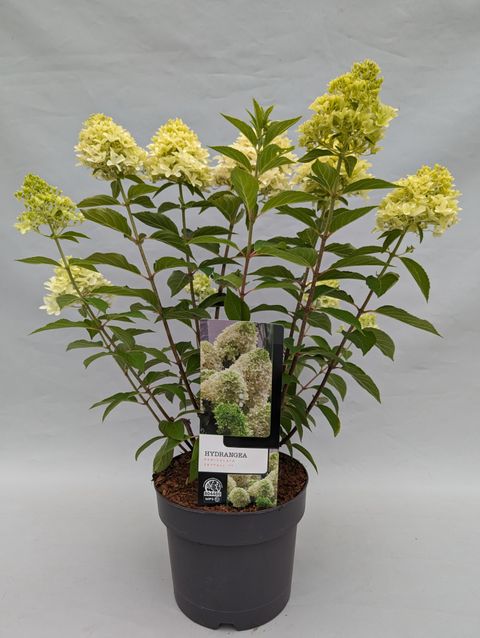 Hydrangea paniculata SKYFALL