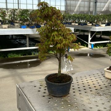 Acer palmatum 'Kiyohime'