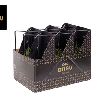 Aranżacja Tillandsia