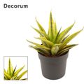 Sansevieria 'Cordova Variegata'