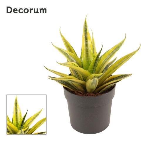 Sansevieria 'Cordova Variegata'