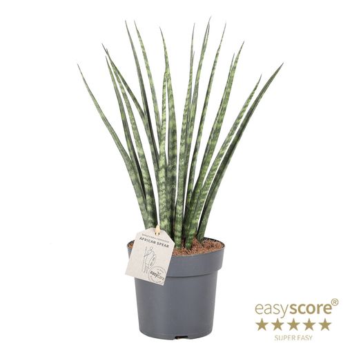 Sansevieria 'Fernwood'