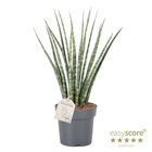 Sansevieria 'Fernwood'