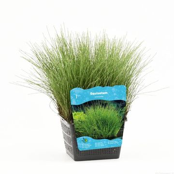Equisetum scirpoides
