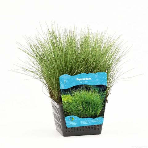 Equisetum scirpoides