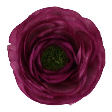 Ranunculus Sprinkles Purple