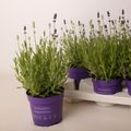 Lavandula x intermedia 'Edelweiss'
