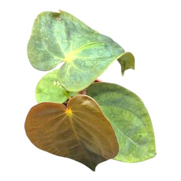 Anthurium papillilaminum 'Guna Yala' x BVEP