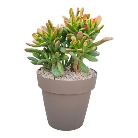 Crassula ovata 'Hobbit Tricolor'