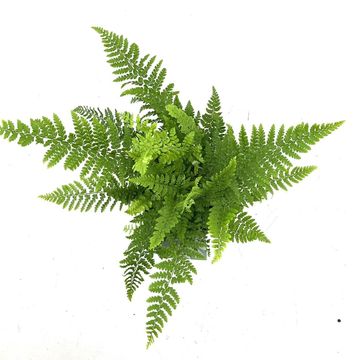 Polystichum setiferum