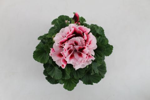 Pelargonium ELEGANCE TONY