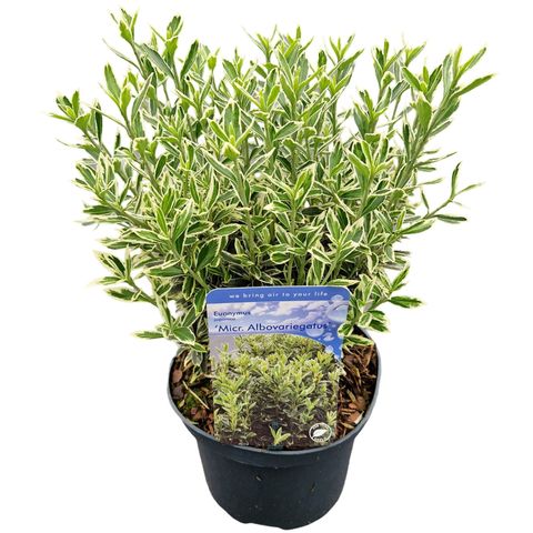 Euonymus japonicus 'Microphyllus Albovariegatus'