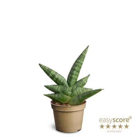 Sansevieria 'Boncellensis'