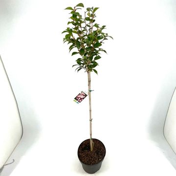 Camellia 'Spring Festival'