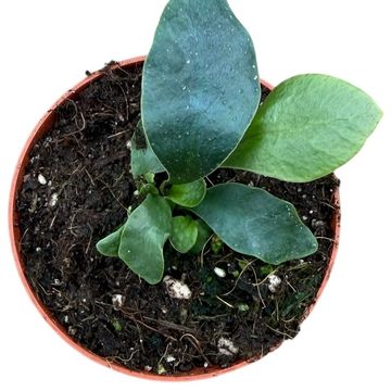 Microsorum siamensis
