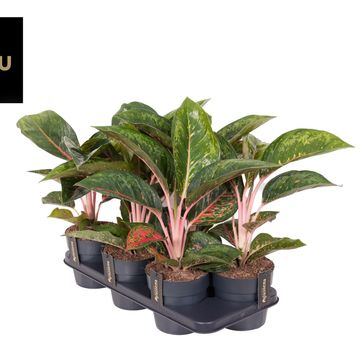 Aglaonema 'Camo Carmine'