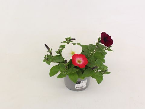 Petunia FOTOFINISH MIX IN POT