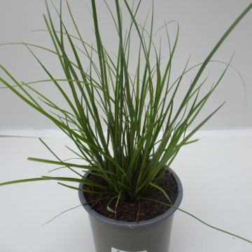 Carex 'Phoenix Green'