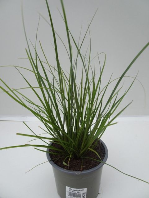 Carex 'Phoenix Green'