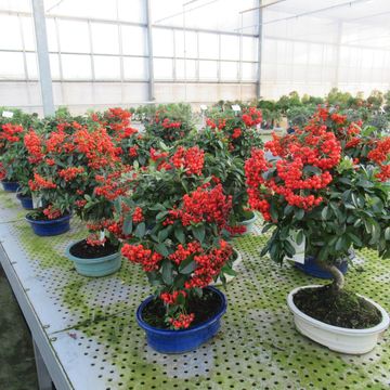 Pyracantha angustifolia