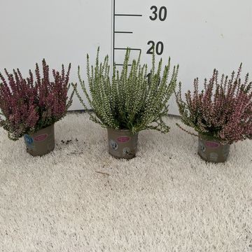 Calluna vulgaris GARDEN GIRLS MIX