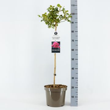 Rosa LEONARDO DA VINCI