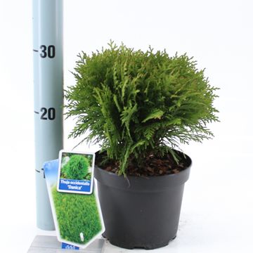 Thuja occidentalis 'Danica'