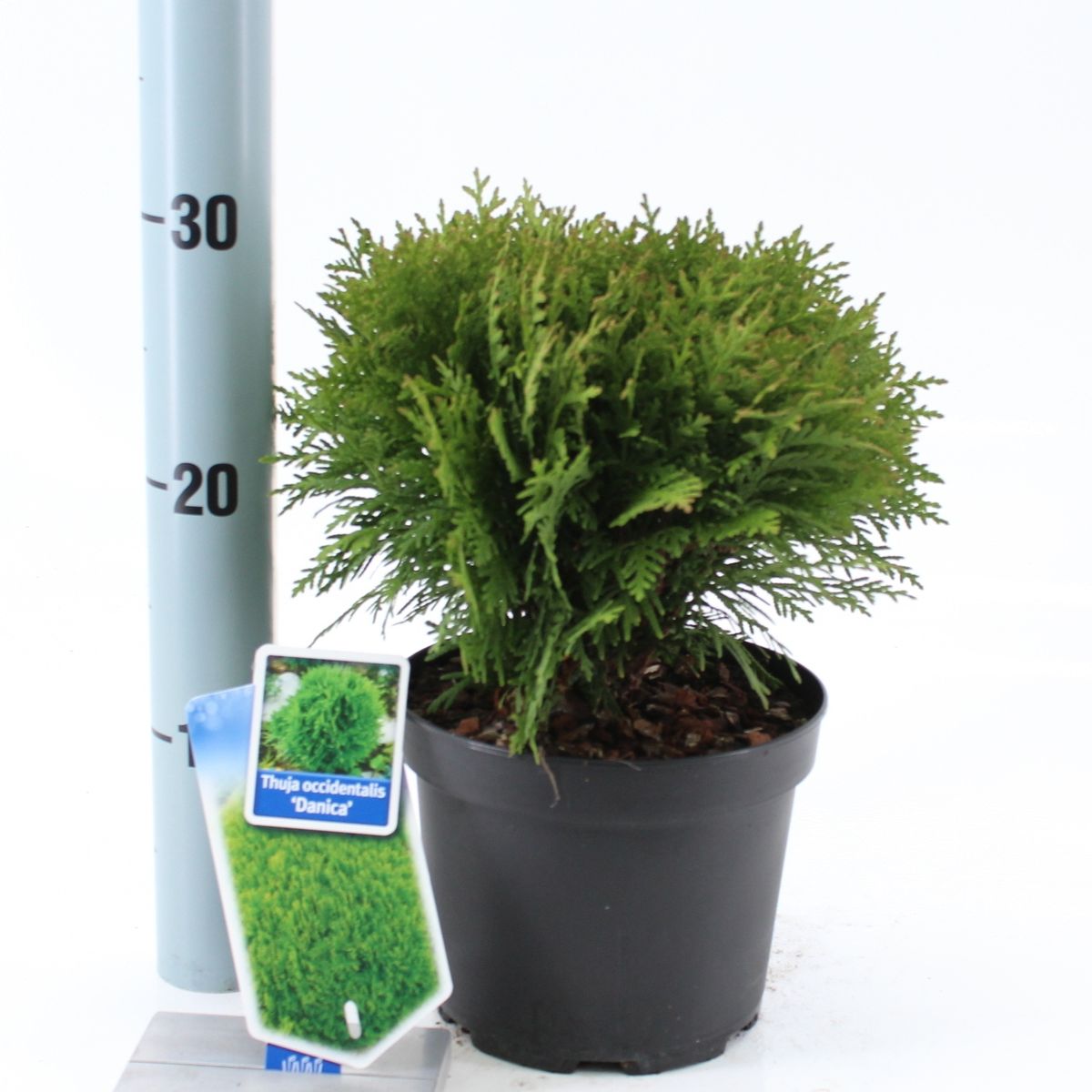 Thuja occidentalis 'Danica' — Plant Wholesale FlorAccess