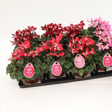 Cyclamen persicum SUPER SERIE DJIX MIX