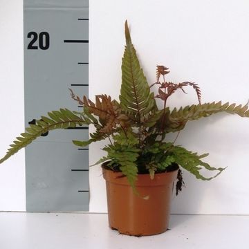 Pteris quadriaurita 'Tricolor'