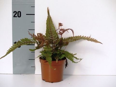 Pteris quadriaurita 'Tricolor'