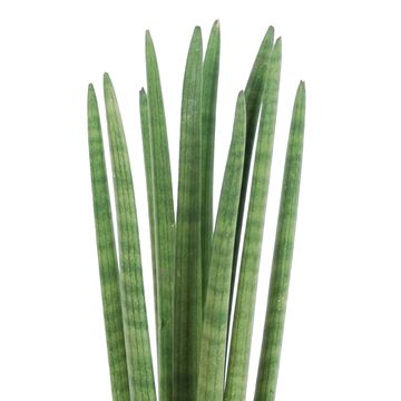 Sansevieria cylindrica 'Spaghetti'