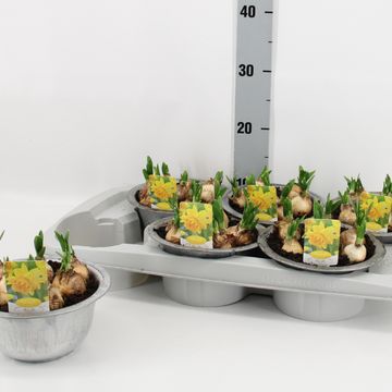 Нарцисс 'Tête Bouclé'