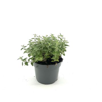 Nepeta 'Junior Walker'