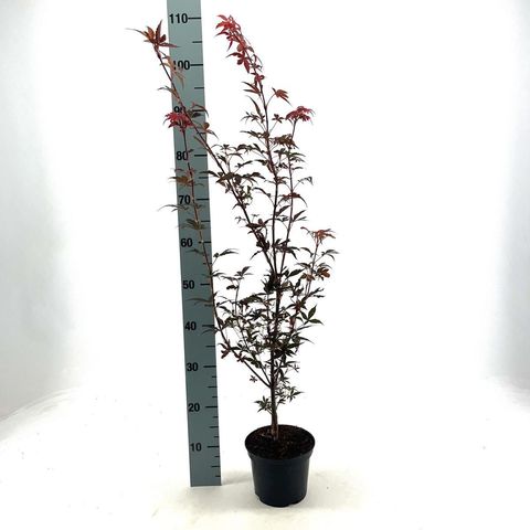 Acer palmatum 'Skeeter's Broom'