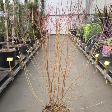 Cornus sanguinea 'Midwinter Fire'