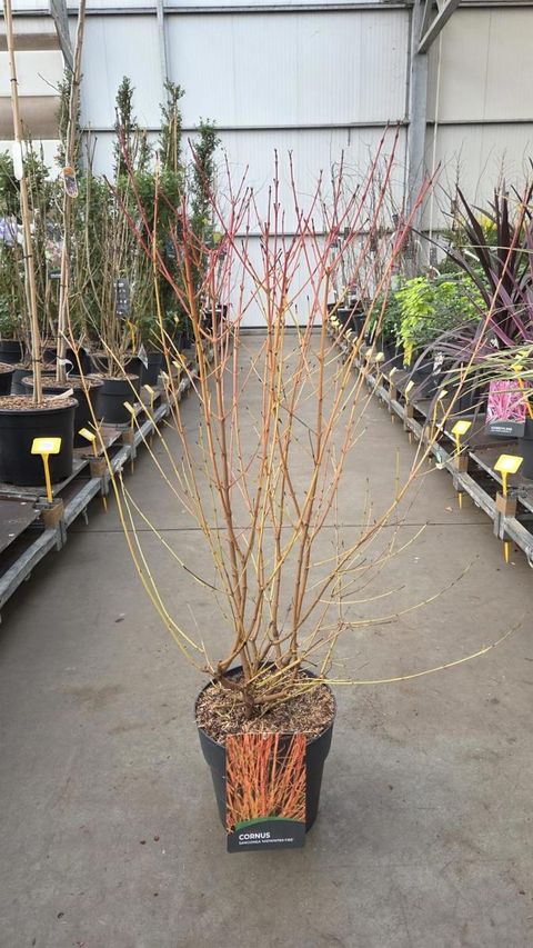 Cornus sanguinea 'Midwinter Fire'