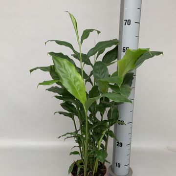 Elettaria cardamomum