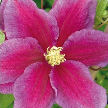 Clematis 'Hania' (LL)