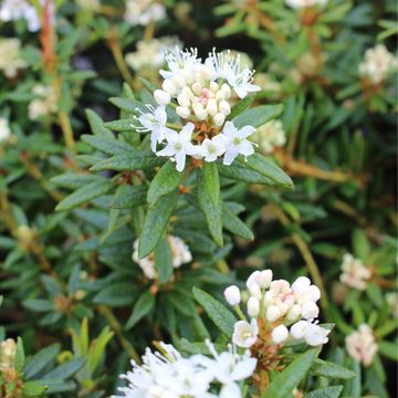 Ledum groenlandicum 'Compactum'