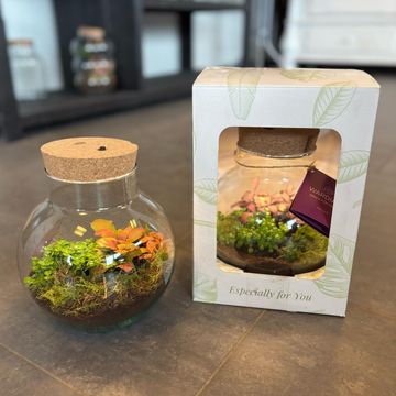 Arrangement Terrarium