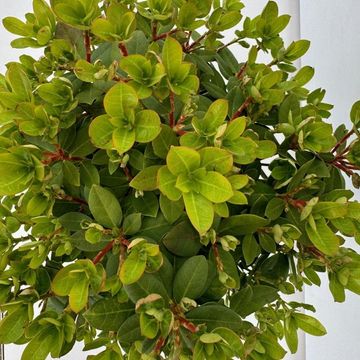 Rhododendron 'Shamrock'