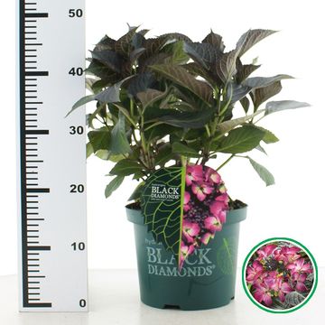 Hydrangea macrophylla BLACK DIAMONDS DARK ANGEL PURPLE