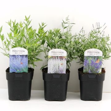 Perovskia atriplicifolia MIX