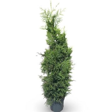 Thuja occidentalis 'Brabant'
