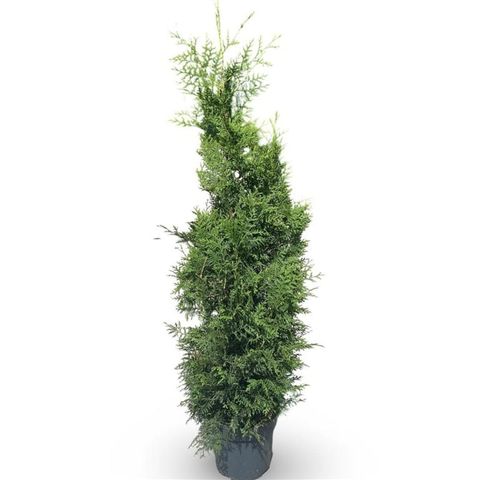 Thuja occidentalis 'Brabant'
