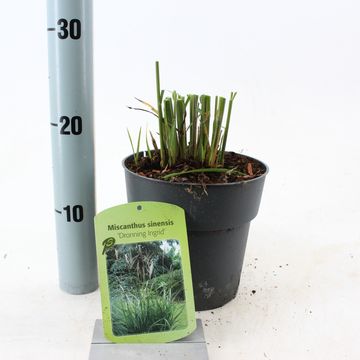 Miscanthus sinensis 'Dronning Ingrid'