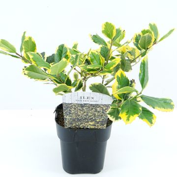 Ilex x altaclerensis 'Golden King'