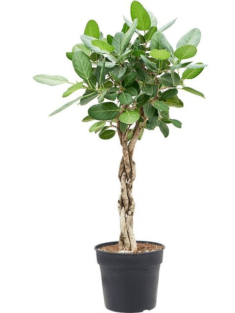 Ficus benghalensis 'Audrey'